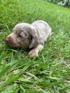 TECKEL DACHSHUND FILHOTES EM CORES VARIADAS  VENDA