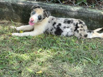 BORDER COLLIE DE QUALIDADE  AQUI FILHOTES  VENDA CES  CRIADOS POR MDICA VETERINRIA