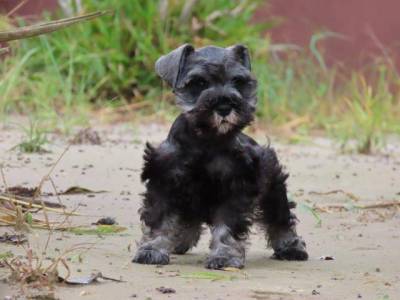 Schnauzer Miniatura Fmea belssima Sal e Pimenta Curitiba chip Tajj Mahall