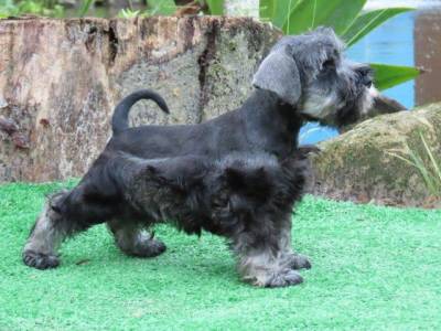 Schnauzer Miniatura Fmea belssima Sal e Pimenta Curitiba chip Tajj Mahall