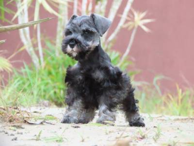 Schnauzer Miniatura Fmea belssima Sal e Pimenta Curitiba chip Tajj Mahall