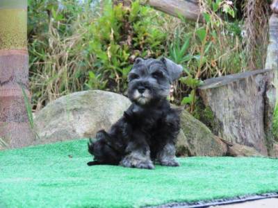 Schnauzer Miniatura Fmea belssima Sal e Pimenta Curitiba chip Tajj Mahall