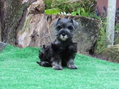 Schnauzer Miniatura Fmea belssima Sal e Pimenta Curitiba chip Tajj Mahall