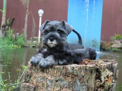 Schnauzer Miniatura Fmea belssima Sal e Pimenta Curitiba chip Tajj Mahall