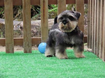 Schnauzer Miniatura Macho lindssimo Sal e Pimenta Curitiba chip Tajj Mahall