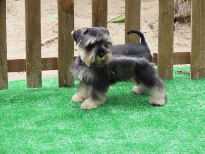 Schnauzer Miniatura Macho lindssimo Sal e Pimenta Curitiba chip Tajj Mahall