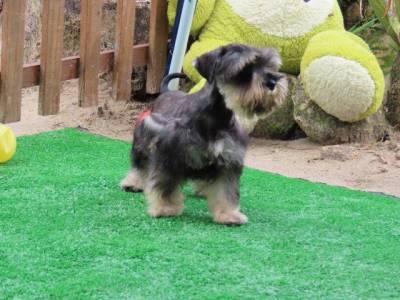 Schnauzer Miniatura Macho lindssimo Sal e Pimenta Curitiba chip Tajj Mahall