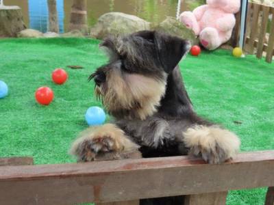 Schnauzer Miniatura Macho lindssimo Sal e Pimenta Curitiba chip Tajj Mahall