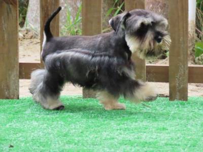 Schnauzer Miniatura Macho lindssimo Sal e Pimenta Curitiba chip Tajj Mahall