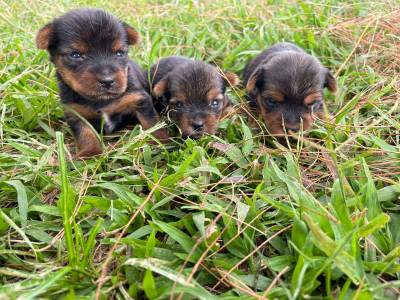 YORKSHIRES CRIADOS POR MDICA VETERINRIA COM PEDIGREE MICROCHIP CONTRATO E VACINA