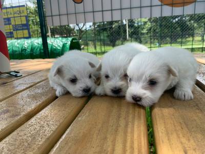 TECKELS EM CORES RARAS E CRIADOS POR MDICA VETERINRIA