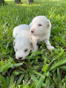 TECKELS EM CORES RARAS E CRIADOS POR MDICA VETERINRIA