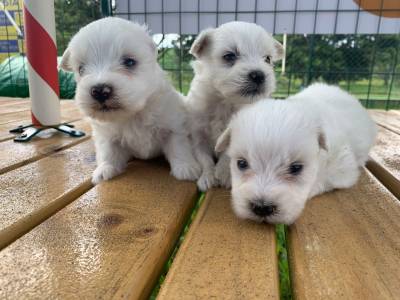 TECKELS EM CORES RARAS E CRIADOS POR MDICA VETERINRIA