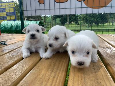 TECKELS EM CORES RARAS E CRIADOS POR MDICA VETERINRIA