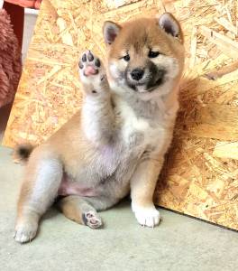 Shiba com Pedigree pronto para entrega