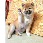 Shiba Shiba com Pedigree pronto para entrega Lisboa Encarnao - Mafra