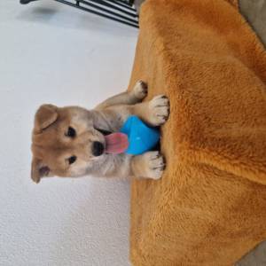 Shiba com Pedigree pronto para entrega