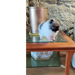 Spitz Alemo Spitz Alemo ano fmea mini Lulu Pomernia com LOP Aveiro S. Joo Da Madeira