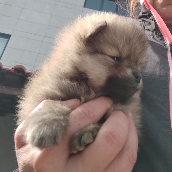 Spitz Alemo ano fmea mini Lulu Pomernia com LOP