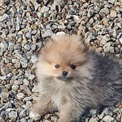 Spitz Alemo Spitz Alemo Mini Toy Lulu Pomernia com Pedigree Aveiro S. Joo Da Madeira