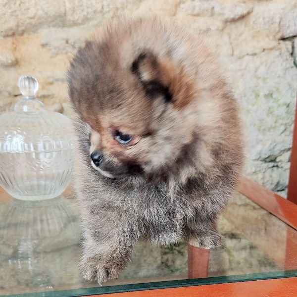 Spitz Alemo Mini Toy Lulu Pomernia com Pedigree