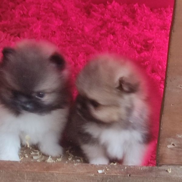 Spitz Alemo Mini Toy Lulu Pomernia com Pedigree