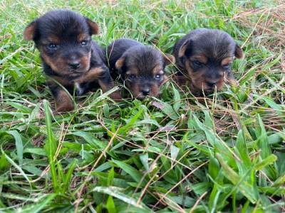 YORKSHIRES CRIADOS POR MDICA VETERINRIA COM PEDIGREE MICROCHIP CONTRATO E VACINA