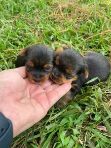 YORKSHIRES CRIADOS POR MDICA VETERINRIA COM PEDIGREE MICROCHIP CONTRATO E VACINA