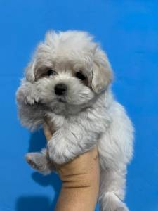 GRACINHAS DE MALTESES CRIADOS POR MDICA VETERINRIA CES LINDOS