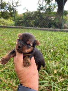 SABIA QUE NOSSA CRIAO DE YORKSHIRE  FEITA POR MDICA VETERINRIA