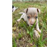 Fox Paulistinha FOX PAULISTINHAS CRIADOS POR MDICA  VETERINRIA E EM PROMOO APROVEITE TEMOS EM DIVERSAS CORES So Paulo So Paulo