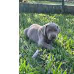 Weimaraner SABIA QUE AQUI O SEU WEIMARANER  CRIADO POR MDICA VETERINRIA So Paulo So Paulo