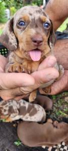 TECKELS EM DIFERENTES CORES E PELAGENS CES LINDOS CRIAO VETERINRIA