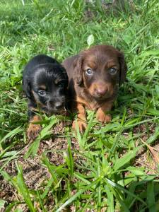 TECKELS EM DIFERENTES CORES E PELAGENS CES LINDOS CRIAO VETERINRIA