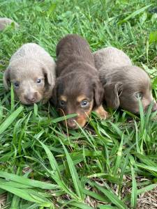 TECKELS EM DIFERENTES CORES E PELAGENS CES LINDOS CRIAO VETERINRIA