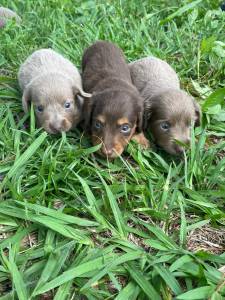 TECKELS EM DIFERENTES CORES E PELAGENS CES LINDOS CRIAO VETERINRIA