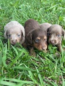 TECKELS EM DIFERENTES CORES E PELAGENS CES LINDOS CRIAO VETERINRIA