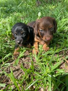 TECKELS EM DIFERENTES CORES E PELAGENS CES LINDOS CRIAO VETERINRIA