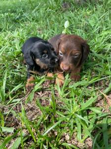 TECKELS EM DIFERENTES CORES E PELAGENS CES LINDOS CRIAO VETERINRIA