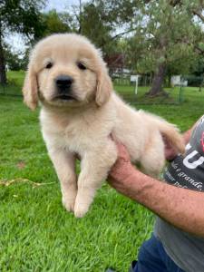 SABE O GOLDEN RETRIEVER DOS SEUS SONHOS ELE EST TE ESPERANDO AQUI CES LINDOS CRIAO VETERINRIA