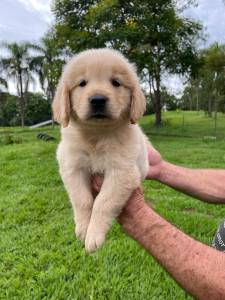 SABE O GOLDEN RETRIEVER DOS SEUS SONHOS ELE EST TE ESPERANDO AQUI CES LINDOS CRIAO VETERINRIA