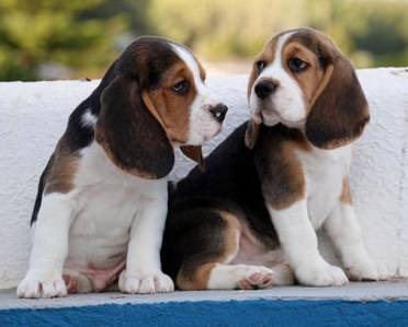 Beagle - Cachorros    