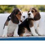 Beagle Beagle - Cachorros    