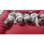 Shih-tzu NASCERAM LINDOS SHIH TZS POR AQUI CES LINDOS CRIAO VET