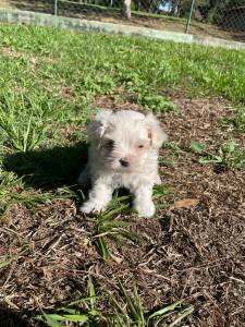 CONFIRA AS FOTOS REAIS DE NOSSOS LINDOS MALTESES CRIADOS POR MDICA VETERINRIA