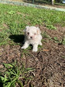 CONFIRA AS FOTOS REAIS DE NOSSOS LINDOS MALTESES CRIADOS POR MDICA VETERINRIA