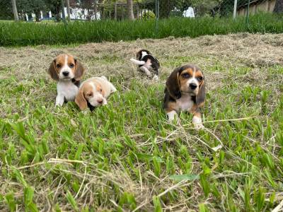 DEIXE NOSSOS FILHOTES DE BEAGLES FAZEREM PARTE DA SUA FAMLIA