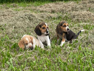 DEIXE NOSSOS FILHOTES DE BEAGLES FAZEREM PARTE DA SUA FAMLIA