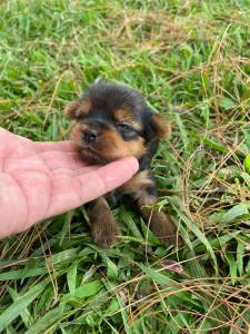 YORKSHIRES CRIADOS POR MDICA VETERINRIA COM PEDIGREE MICROCHIP CONTRATO E VACINA