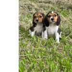 Beagle DEIXE NOSSOS ALEGRES BEAGLES ESQUENTAREM O SEU OUTONO CES LINDOS CRIAO VET So Paulo So Paulo